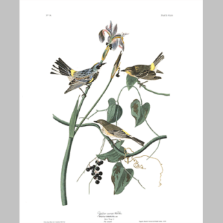 153 Yellow Rump Warbler