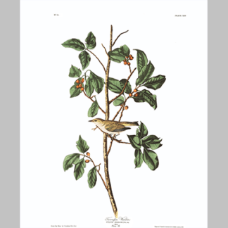 154 Tennessee Warbler