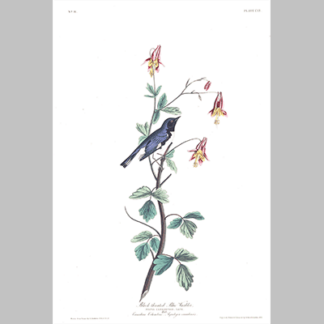 155 Black Throated Blue Warbler
