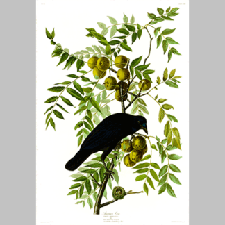 156 American Crow