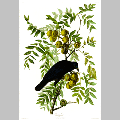 156 American Crow