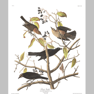 157 Rusty Grackle