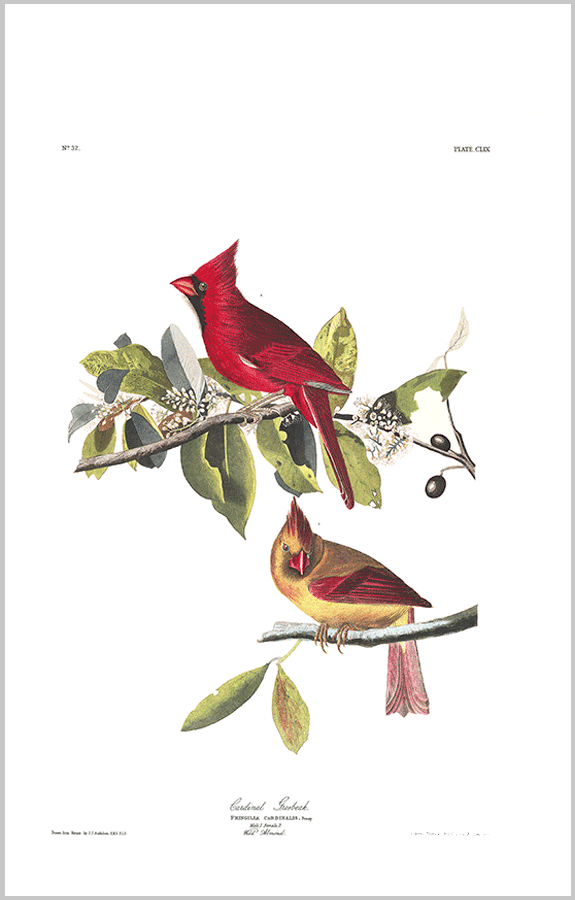 159 cardinal grosbeak 1 bp8