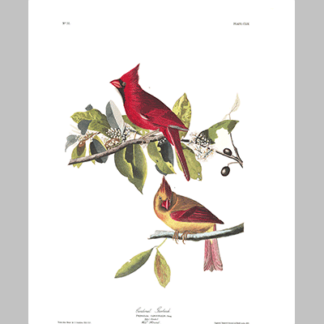 159 cardinal grosbeak