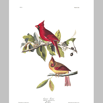 159 cardinal grosbeak