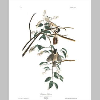 160 Carolina Titmouse