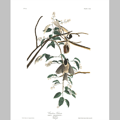 160 Carolina Titmouse
