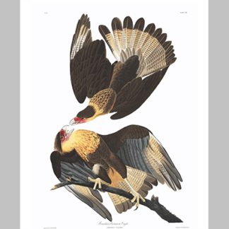 161 Caracara Eagle