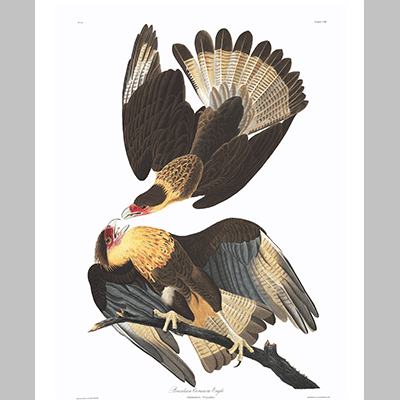 161 Caracara Eagle