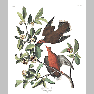 162 Zenaida Dove