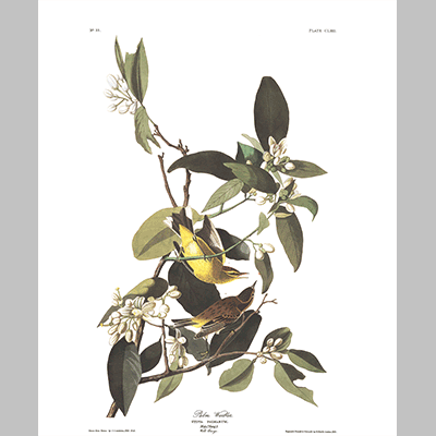 163 Palm Warbler