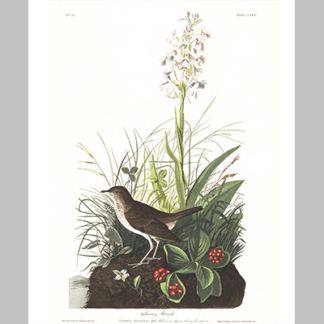 164 Tawny Thrush