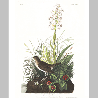 164 Tawny Thrush