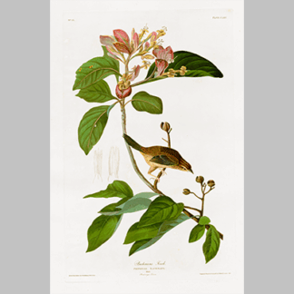 165 Bachmans Finch