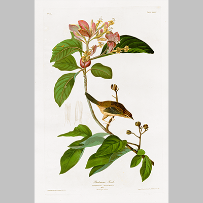 165 Bachmans Finch