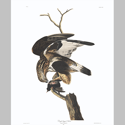 166 Rough Legged Falcon