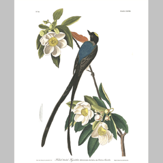168 Forked Tailed Flycatcher
