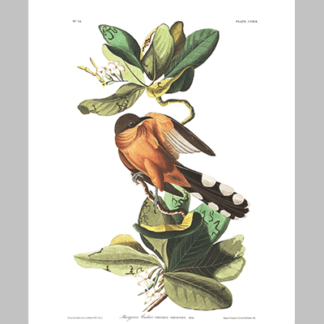 169 Mangrove Cuckoo