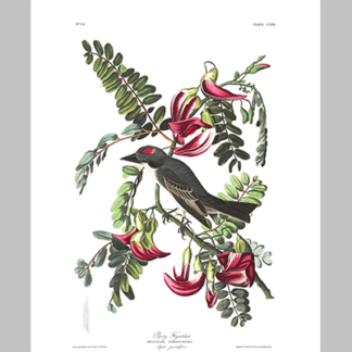 170 Piping Flycatcher