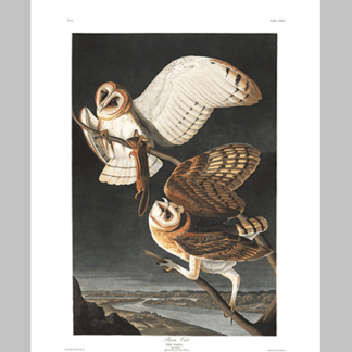 171 Barn Owl