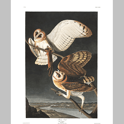 171 Barn Owl