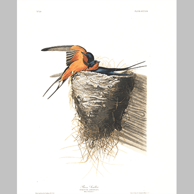 173 Barn Swallow