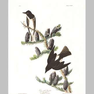 174 Olive Sided Flycatcher