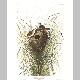 175 Nuttals Lesser Marsh Wren
