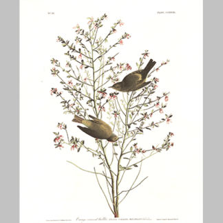 178 Orange Crowned Warbler