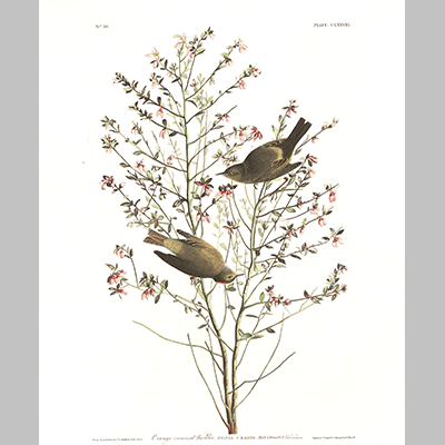 178 Orange Crowned Warbler