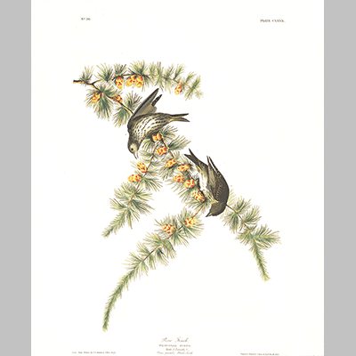 180 Pine Finch