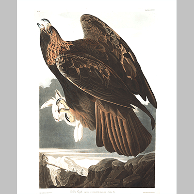 181 Golden Eagle
