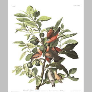 182 Ground Dove