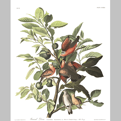 182 Ground Dove