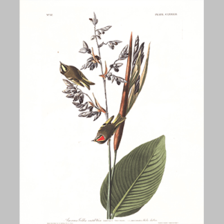 183 American Golden Crested Wren