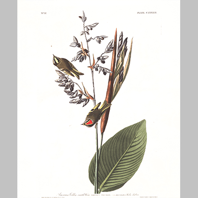 183 American Golden Crested Wren
