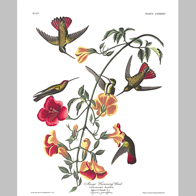 184 Mango Hummingbird
