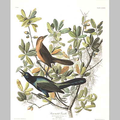 187 Boat Tailed Grackle