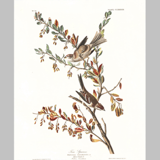 188 Tree Sparrow