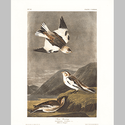 189 Snow Bunting