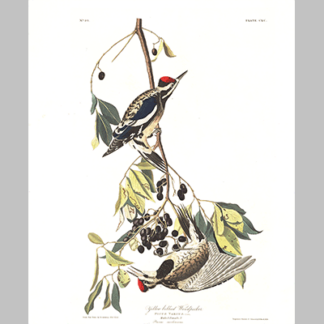 190 Yellow Bellied Woodpecker
