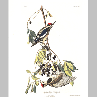 190 Yellow Bellied Woodpecker