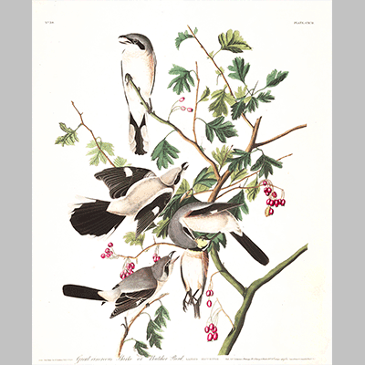 192 Great Cinereous Shrike or Butcher Bird