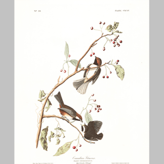 194 Canadian Titmouse