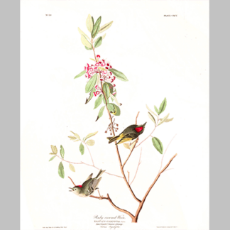 195 Ruby Crowned Wren
