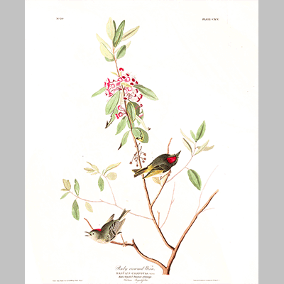 195 Ruby Crowned Wren