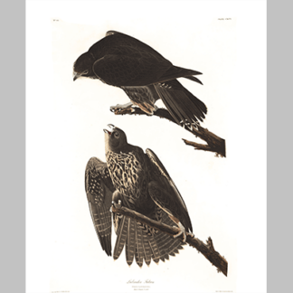 196 Labrador Falcon