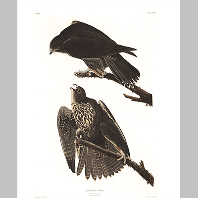 196 Labrador Falcon
