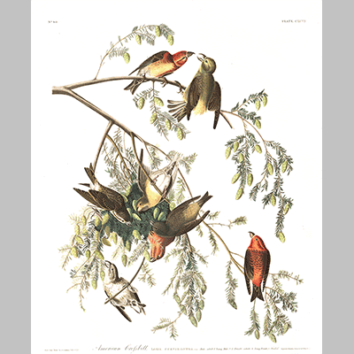 197 American Crossbill