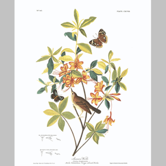 198 Swainson s Warbler